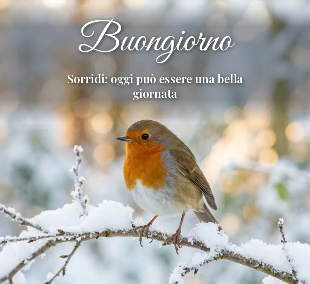 Pettirosso su un ramo innevato
