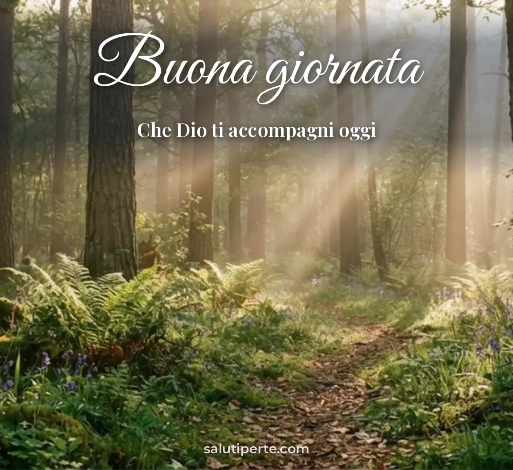 Raggi di sole tra gli alberi