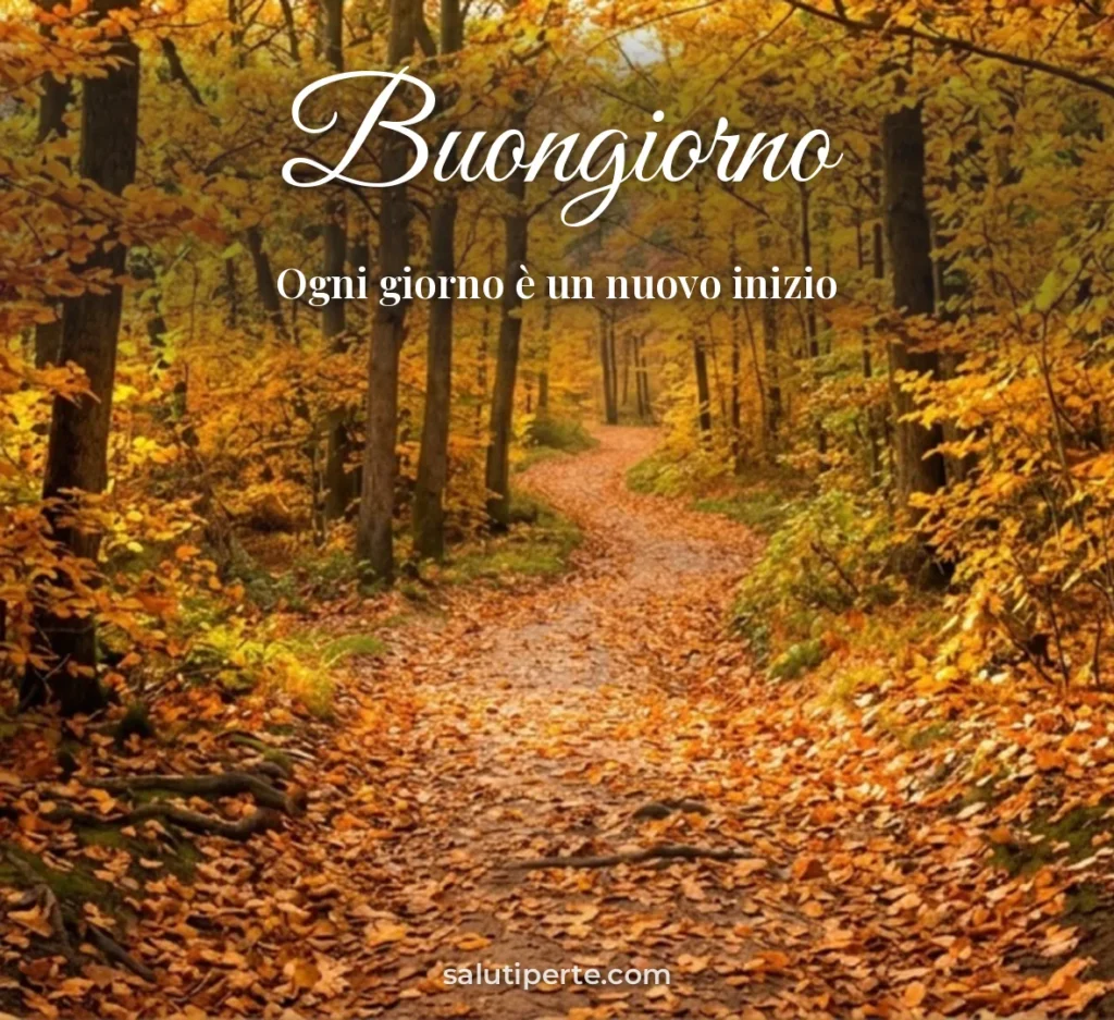 Sentiero nel bosco al sole