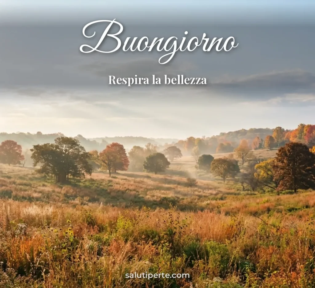 Campo con alberi autunnali e sole
