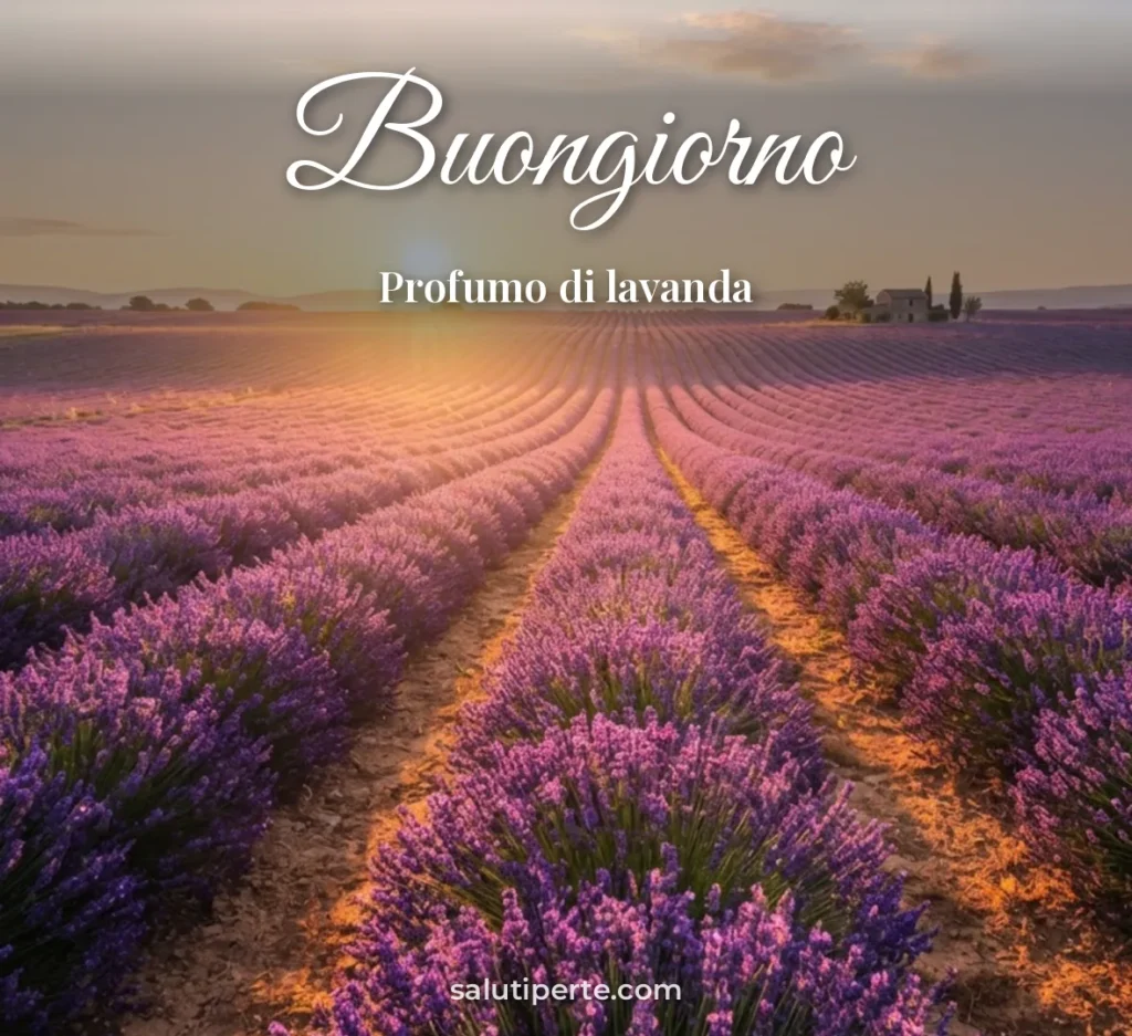 Campo di lavanda al mattino