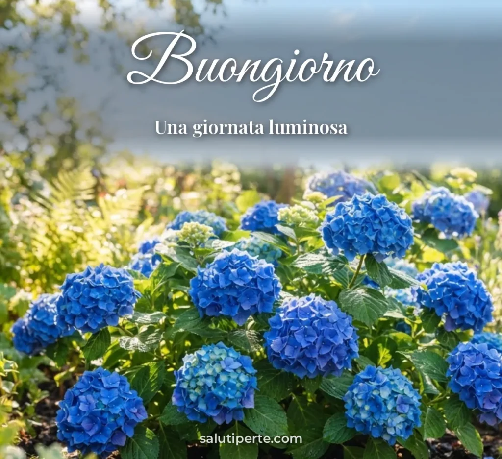 Ortensie blu in giardino