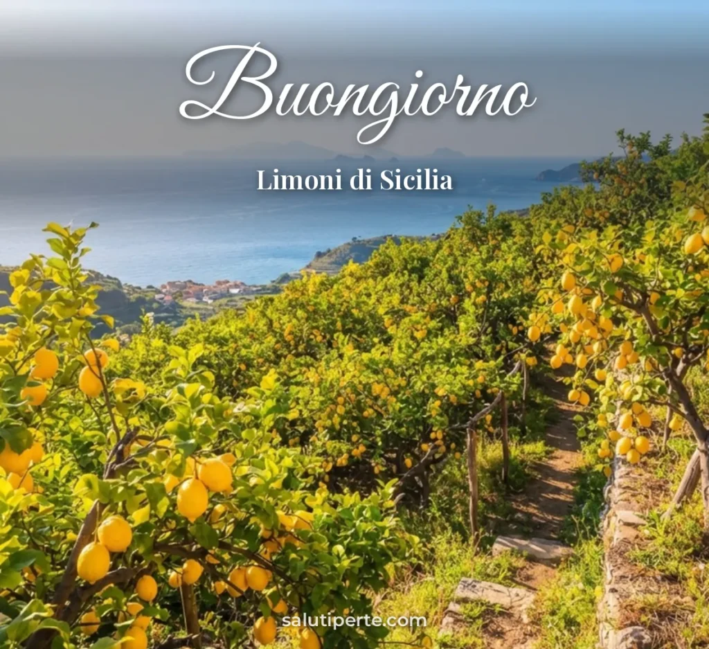 Limoneto siciliano al sole
