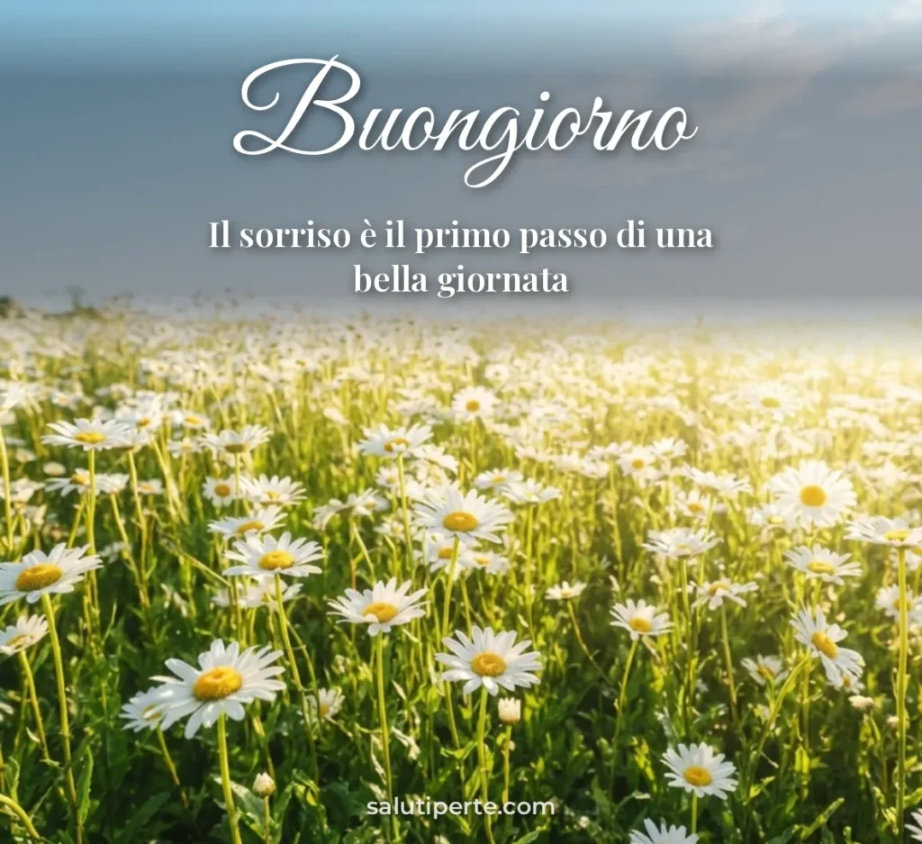 Margherite al sole