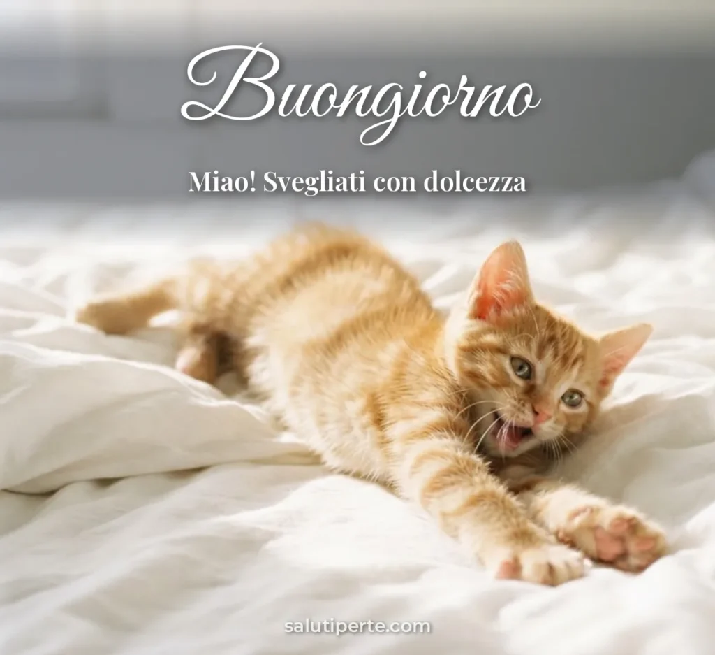 Gattino che si stiracchia al sole