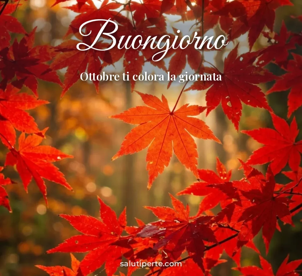 Foglie di acero rosse