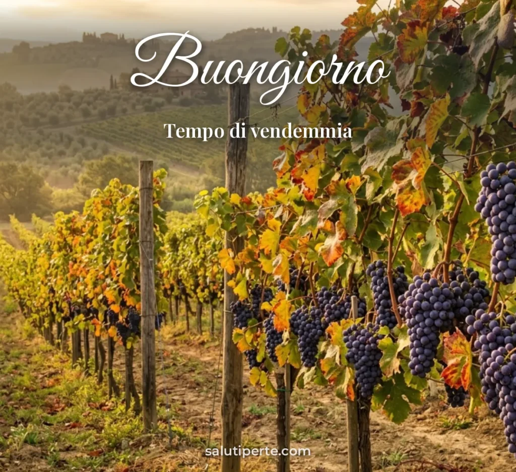 Grappoli d’uva nella vigna