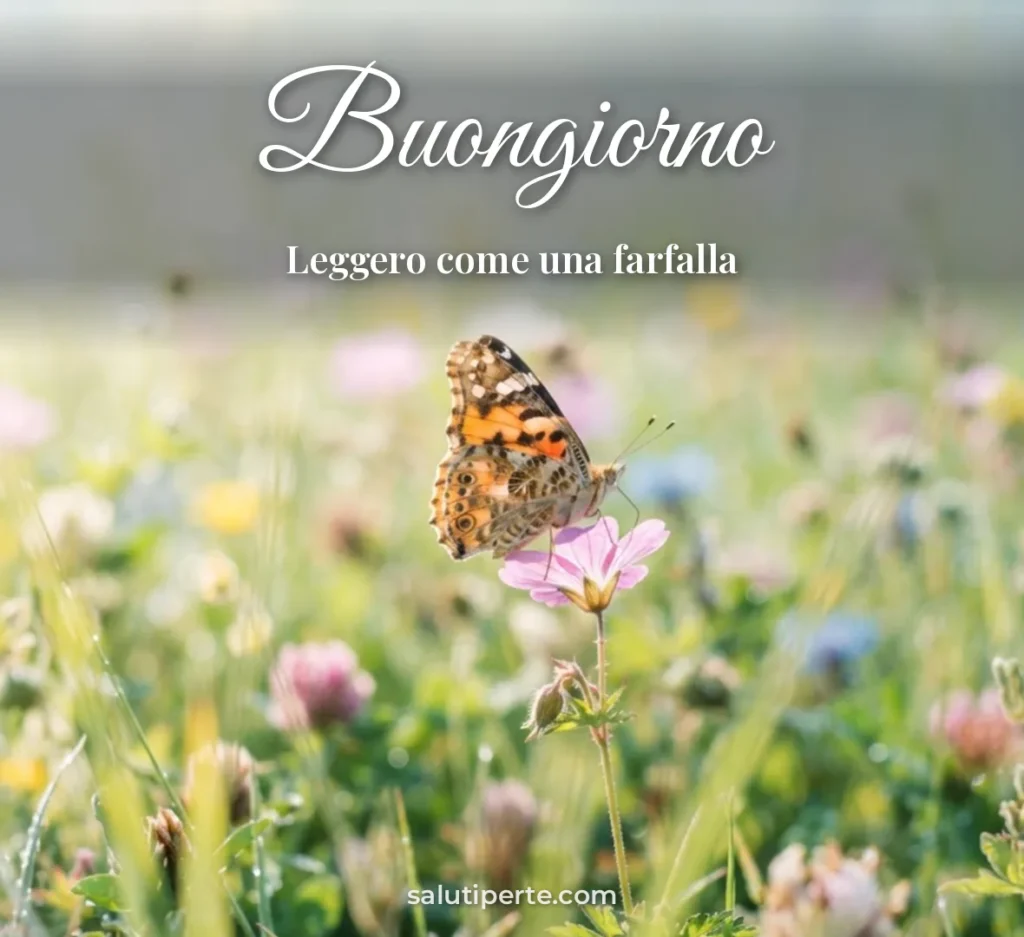 Farfalla su un fiore di campo