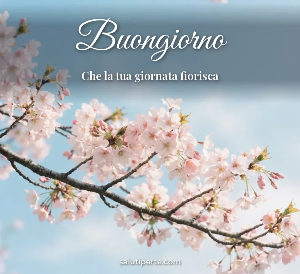 Ramo di ciliegio in fiore