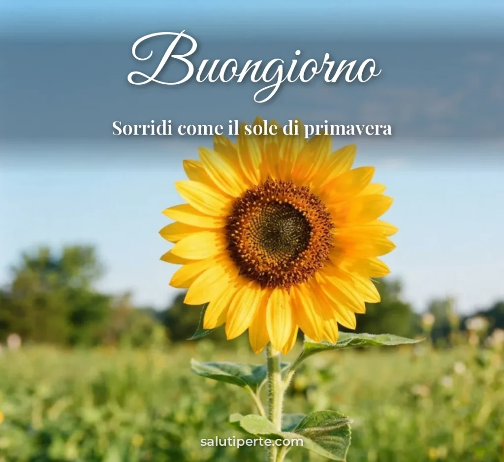 Girasole sotto il cielo azzurro