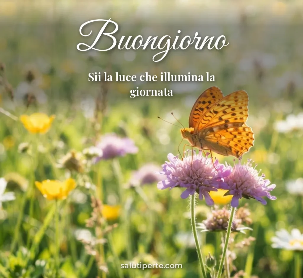 Farfalla su un fiore al sole